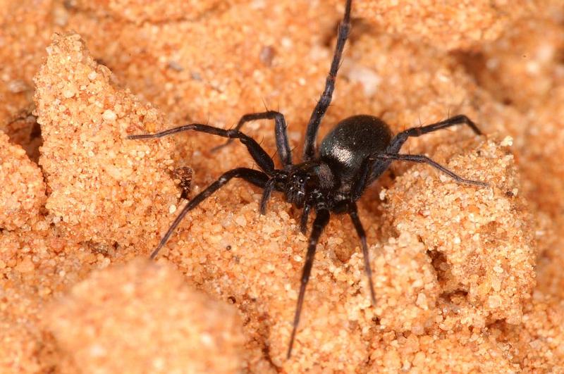 Venonia_micarioides_D7195_Z_90_Kidmans camp_Australie.jpg